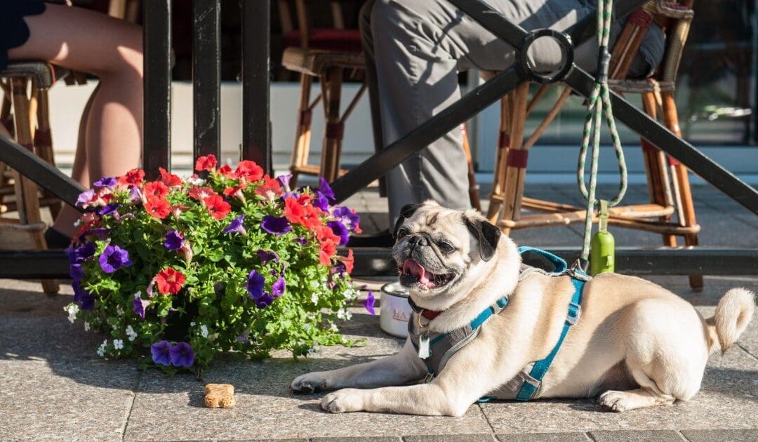 Preparing Your Dog For Summer Outings