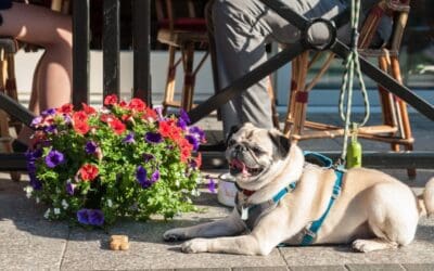 Preparing Your Dog For Summer Outings