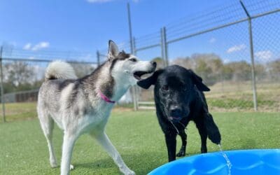 How the Right Daycare Program Sets Your Dog Up For Success