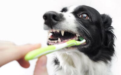 A Perfect Smile, Fresh Breath, and other Benefits of Routine Teeth Brushing for Dogs