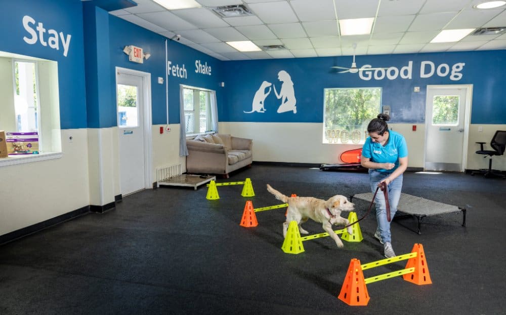 Dog Training Pearland TX