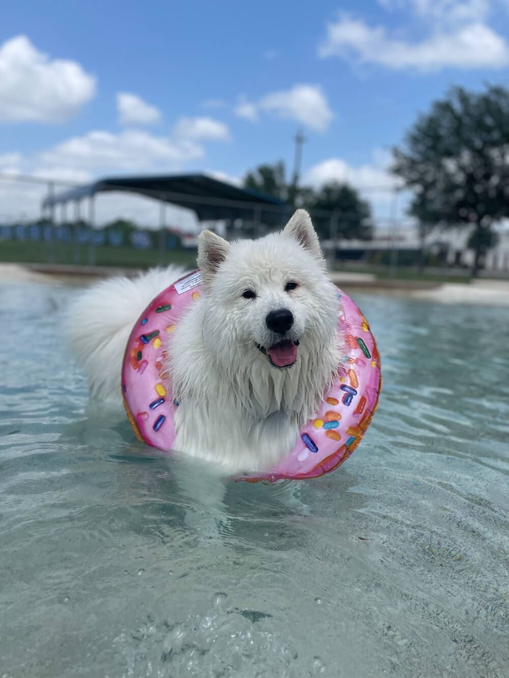 samoyed dog in water with pink donut floatie around their neck