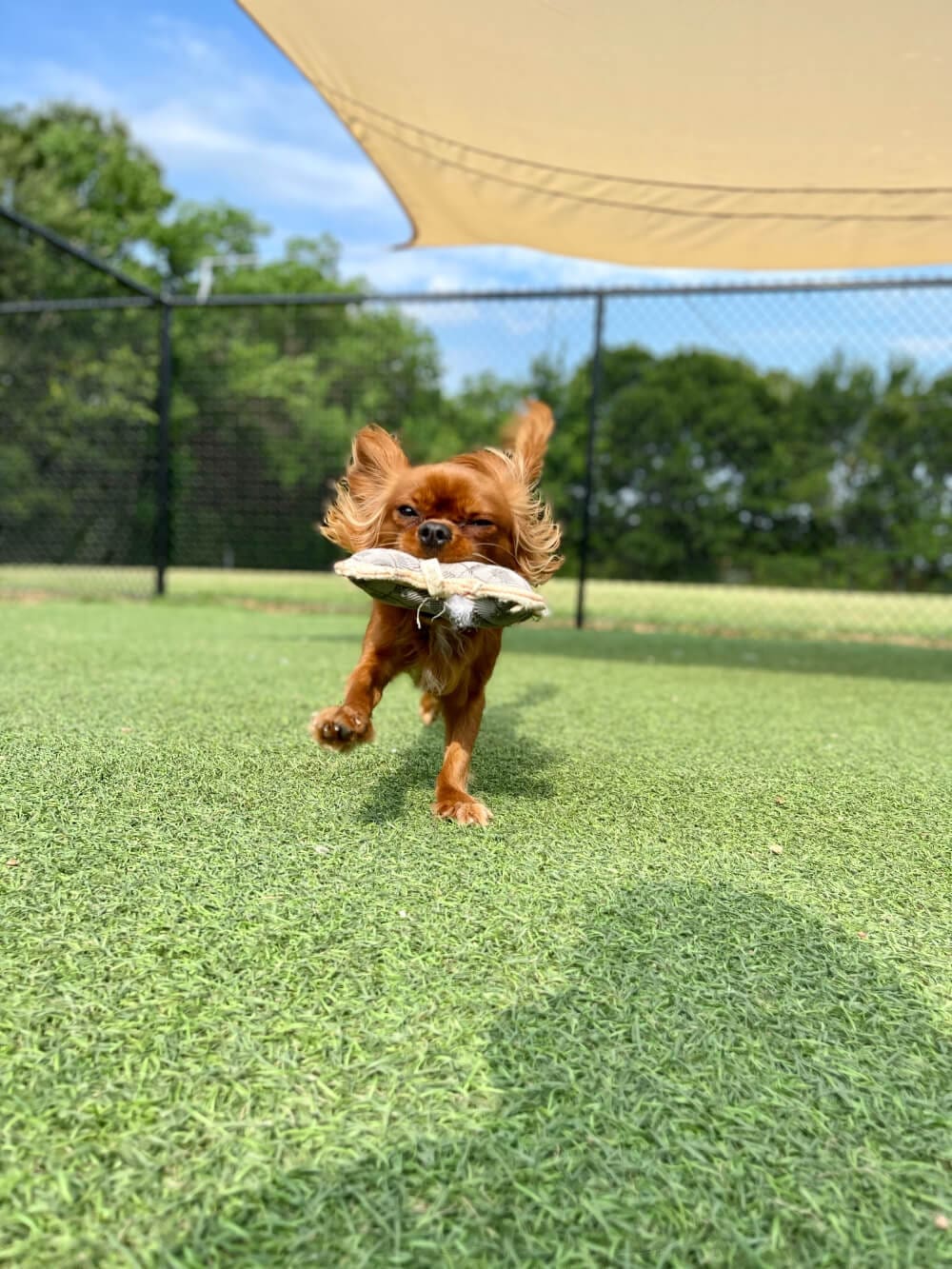 small dog frolicking with a toy in their mouth