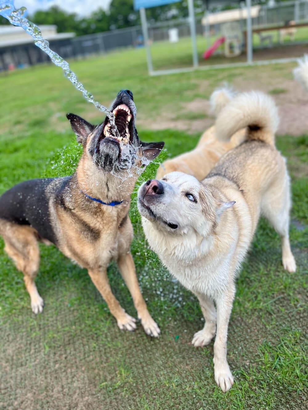 german shepherd and husky drinking water from a hose