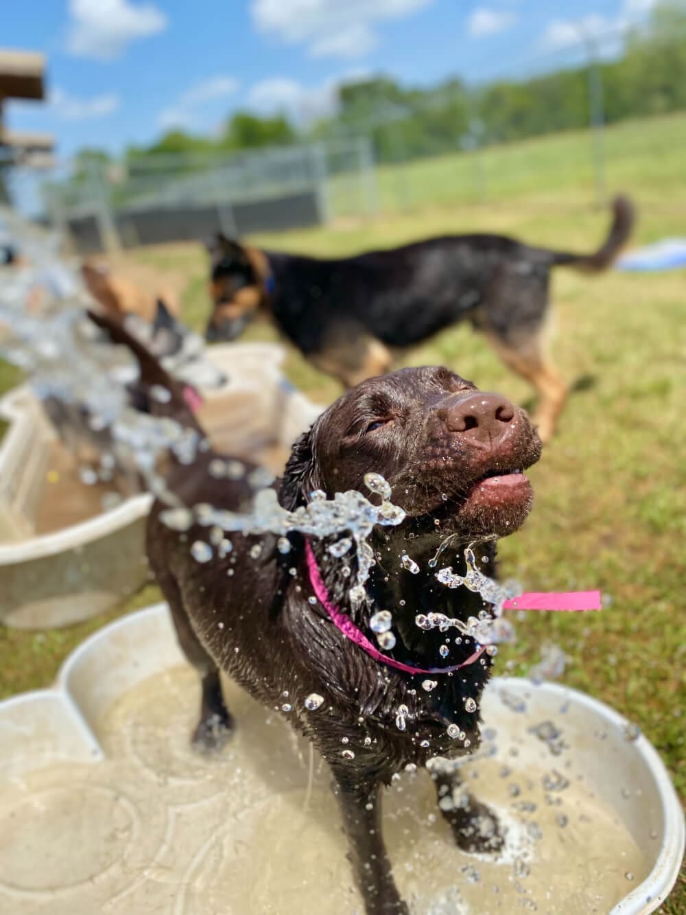 chocolate labrador retriever being showered in water