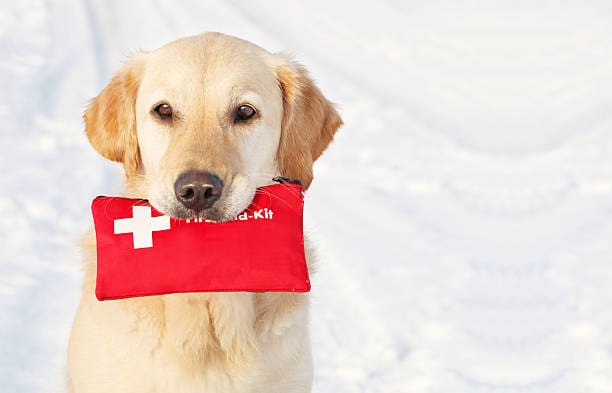 Golden Retriever holding First-Aid-Kit in the snow